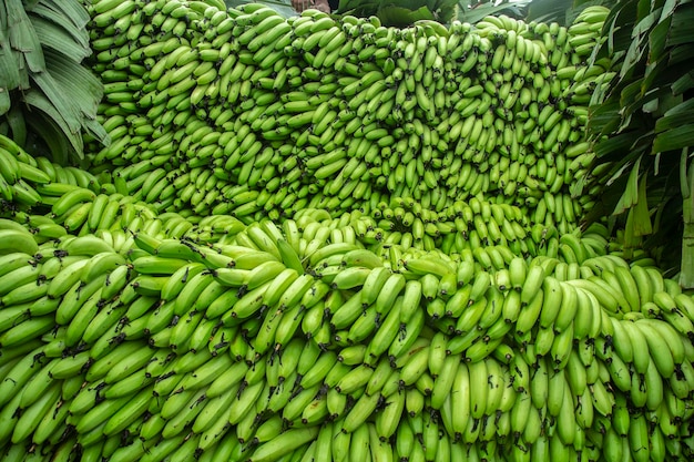 The green banana is cut from the field