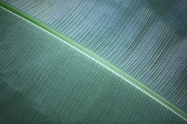 Green banana leaf background