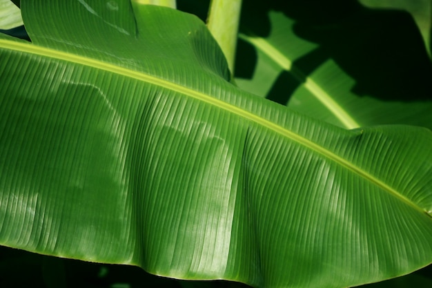 Green Banana leaf on banana tree, Close up