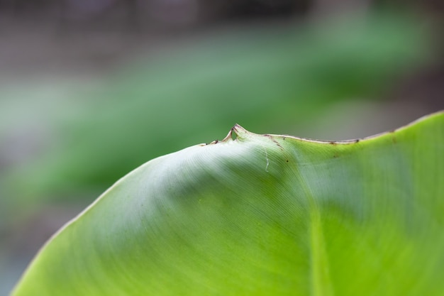 Green banana leaf blurry edge nature background