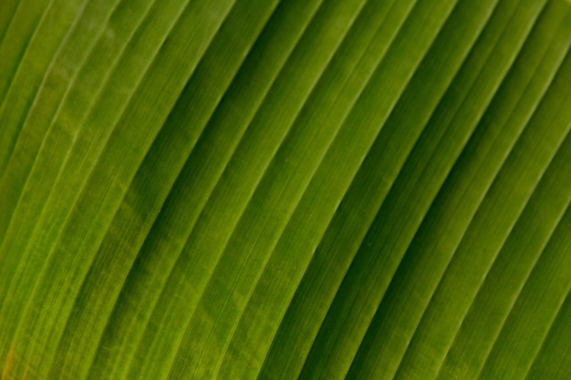 Green banana leaf close up background, texture.