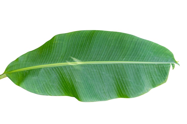 흰색 배경에 격리된 녹색 바나나 잎에는 클리핑 경로가 포함됩니다.