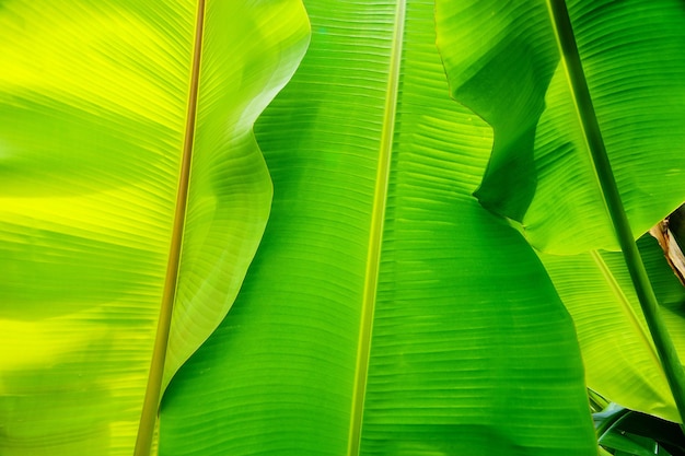 Sfondo verde della natura della foglia di banana