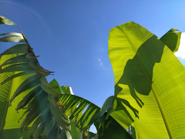 Green Banana leaf in nature Banana leaf