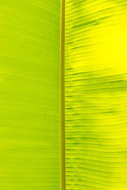 Photo green banana leaf texture