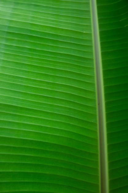 Photo green banana leaf textures.