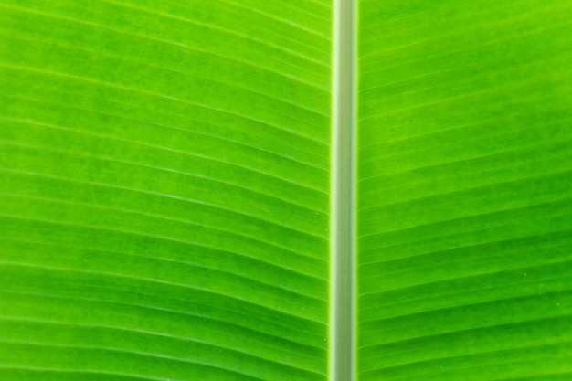 Green banana leaf tropical palm foliage texture background.