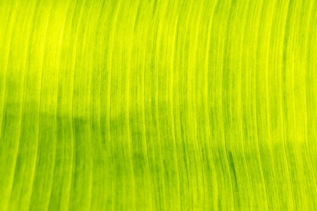 Green banana leaf with texture for background