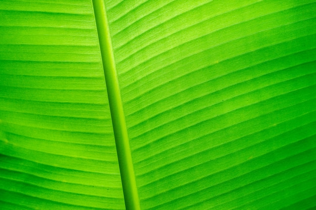 Green banana leaf