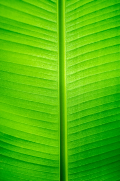 Photo green banana leaf