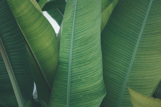 Green banana leaf