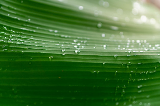 Green banana leaf