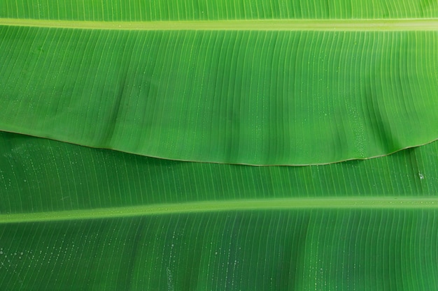 背景の緑のバナナの葉