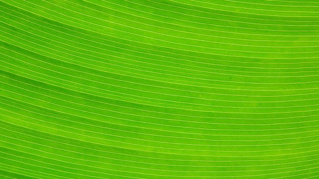 Green banana leaves texture - background