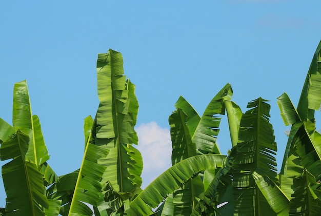 Photo green banana leaves with cloud sky as background.