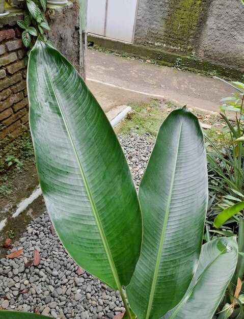 Foto foglie di banane verdi nel cortile