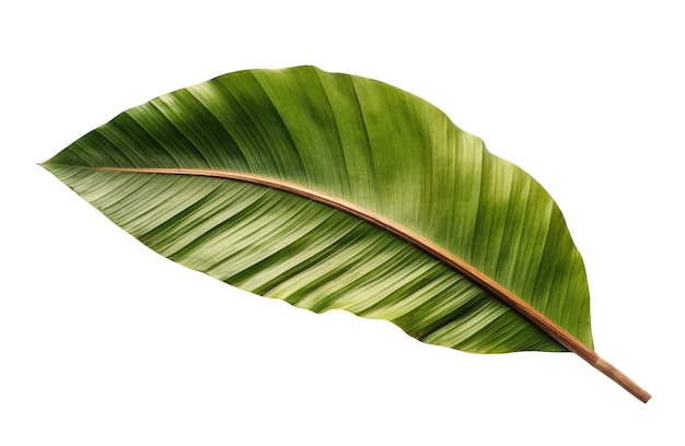 Green banana palm tropical leaf isolated on white background Generative AI