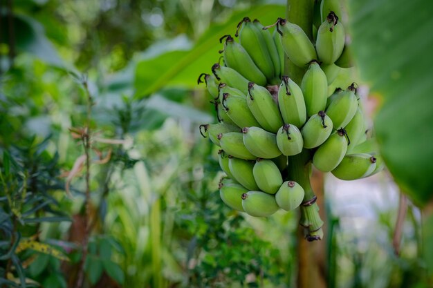 Green banana on tree