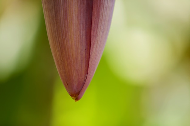 Green banana 