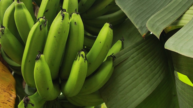 Green Banana