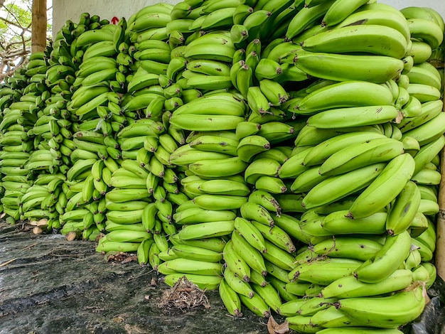 Green bananas after the ha