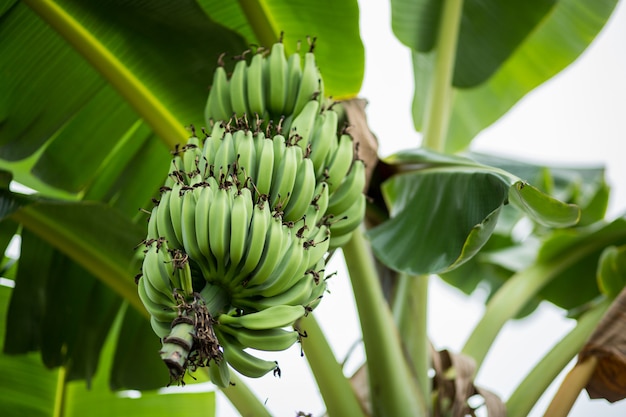 Green bananas on banana Tree.