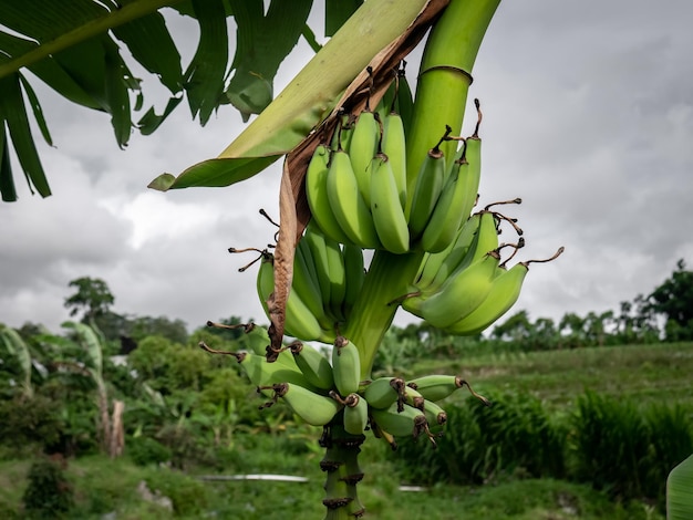 the green of bananas in the garden that are not yet ripe