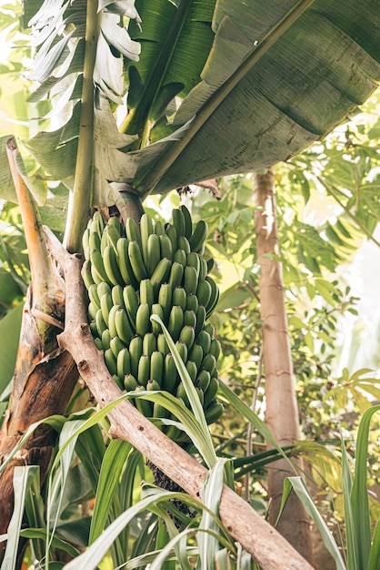 Green bananas hold in tree at forest in Cape Verde