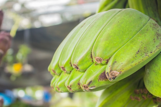 Green bananas 