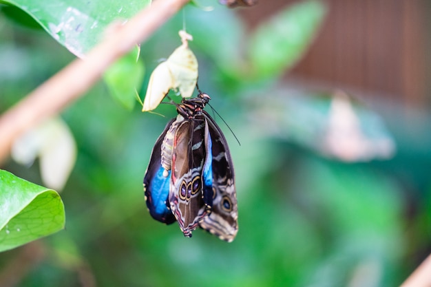 Green Banded Swallowtail