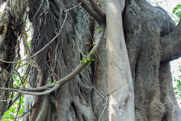 A green banyan seed life by growing on big branches