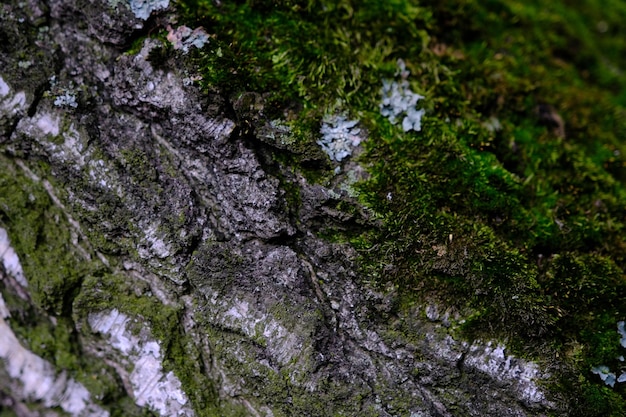 Green bark background with moss on the bark