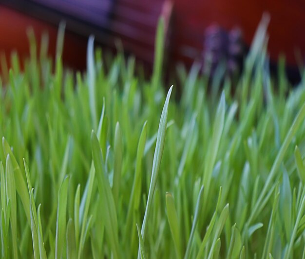 Green barley plant