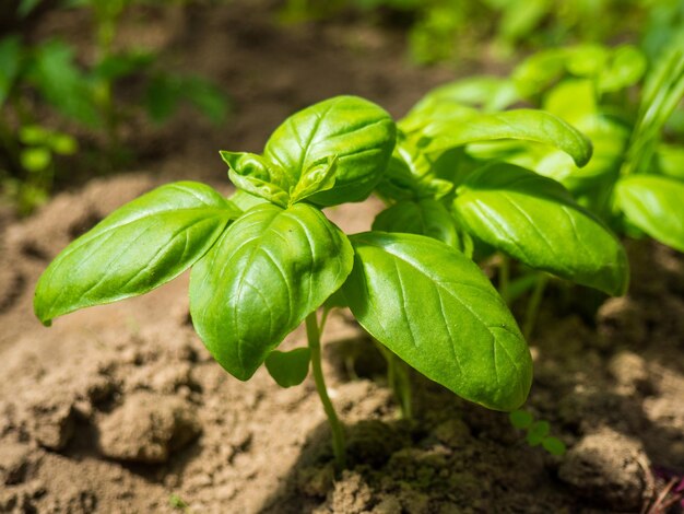 Green basil on the beds in the garden closeup