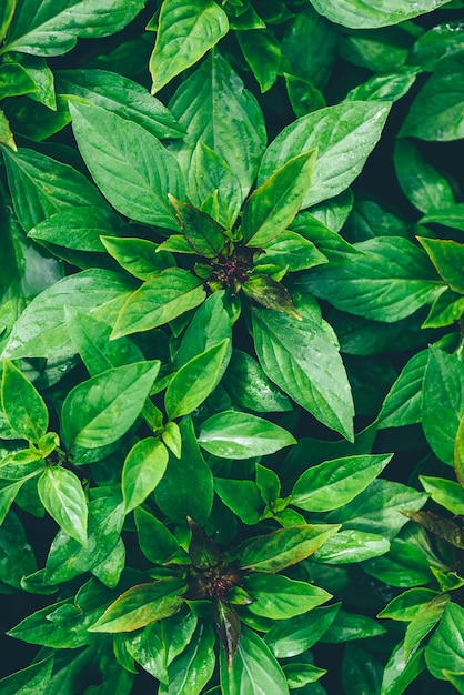 Green Basil Growing In Backyard Garden