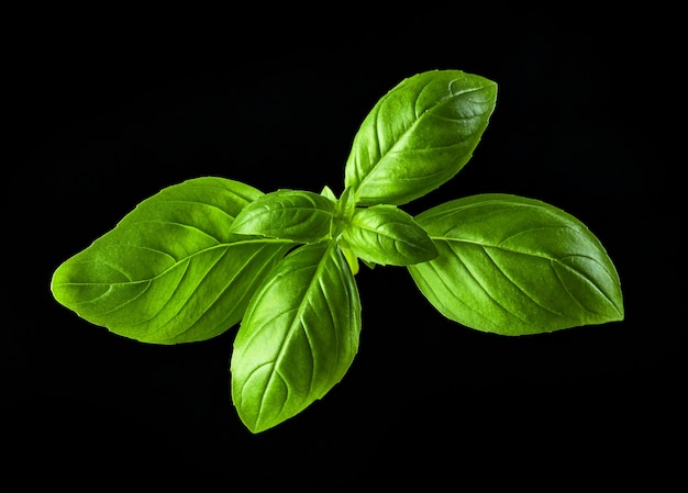 Green basil leaf isolated on black background