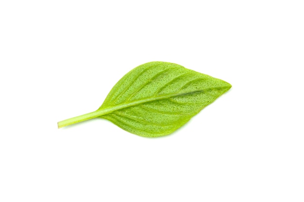 Green basil leaf.