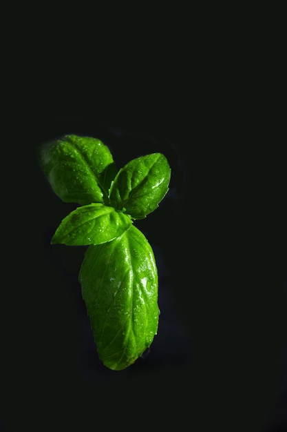 Green basil leaves on a dark background