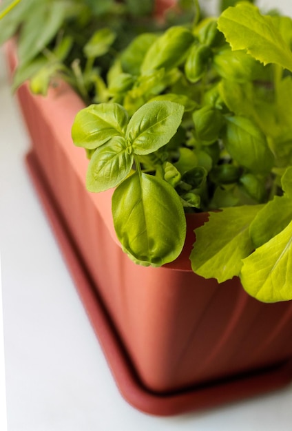 Green basil leaves grow on the windowsill in a pot