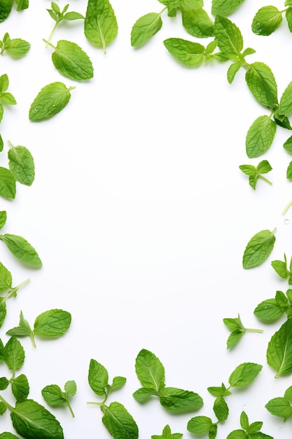 green basil leaves on a white background.