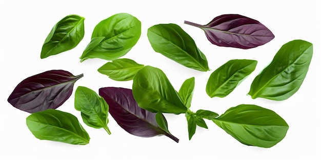 Green basil leaves with Clipping paths full depth of field Fresh red basil herb leaves isolated on white background Purple Dark Opal Basil Focus stacking generate ai