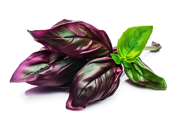 Green basil leaves with Clipping paths full depth of field Fresh red basil herb leaves isolated on white background Purple Dark Opal Basil Focus stacking generate ai