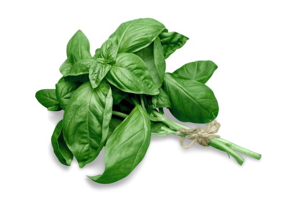 Green basil leaves