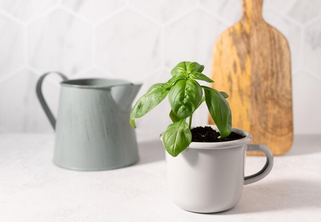 Green basil plant in metal mug on kitchen table Home decoration Planting seedlings indoors