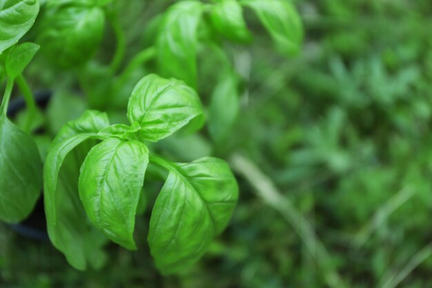 屋外の緑のバジル植物