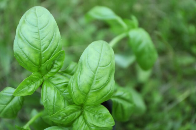 屋外の緑のバジル植物