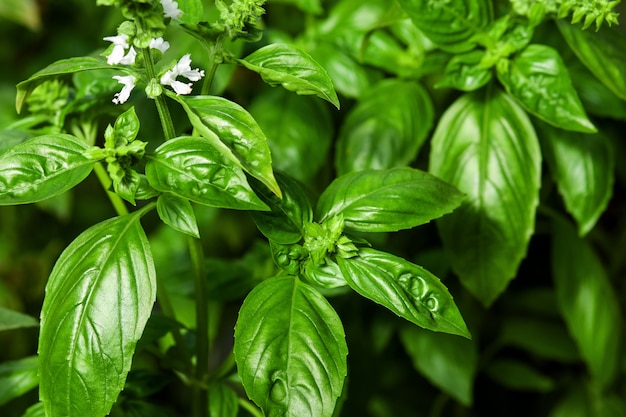 Green basil plants with flowers