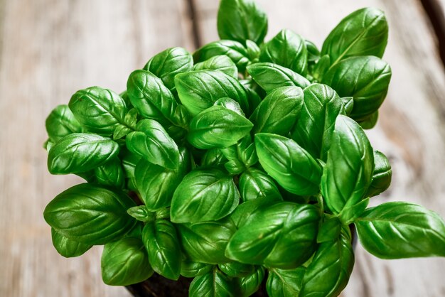 Green basil in a pot on the table