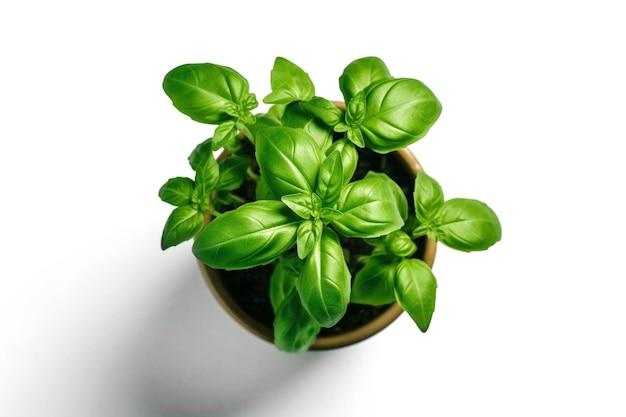 Green basil in a pot top view Generative AI