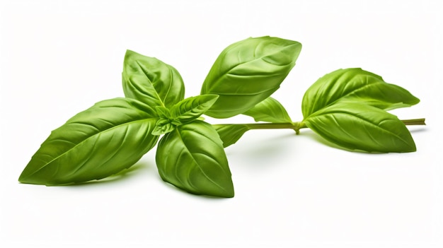 Green basil sprig isolated cutout